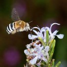 Bee feeding